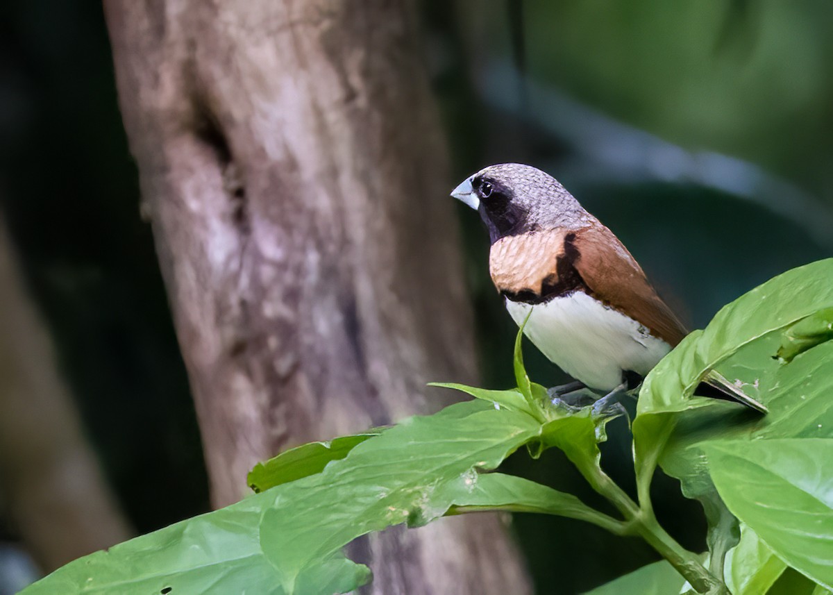 Chestnut-breasted Munia - ML524408991