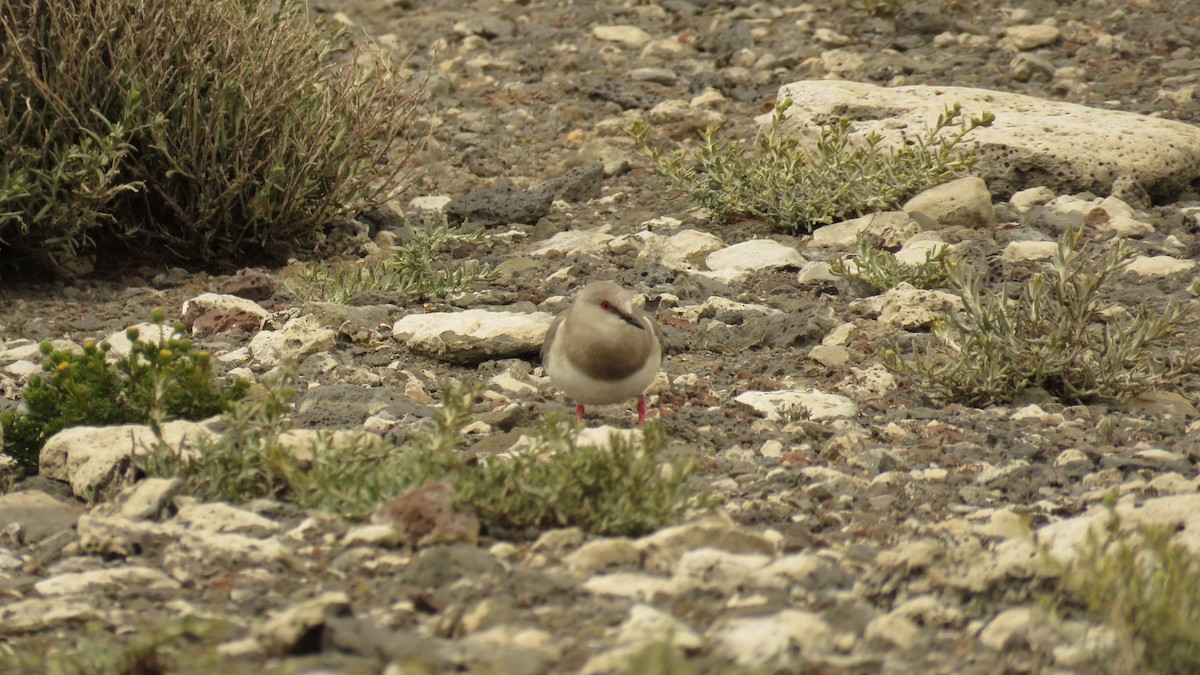 Magellanic Plover - Ariadna Tripaldi