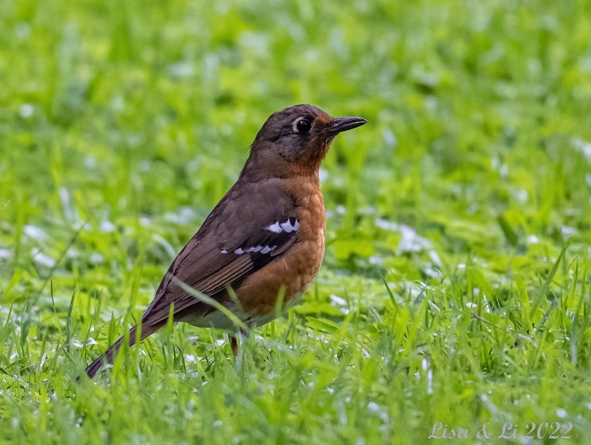 Orange Ground-Thrush - Lisa & Li Li