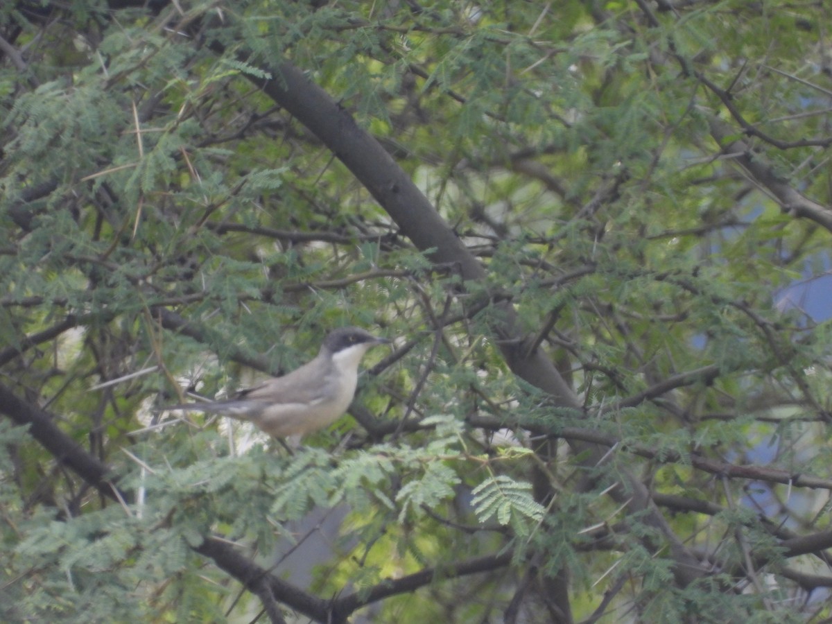 Eastern Orphean Warbler - ML524410411