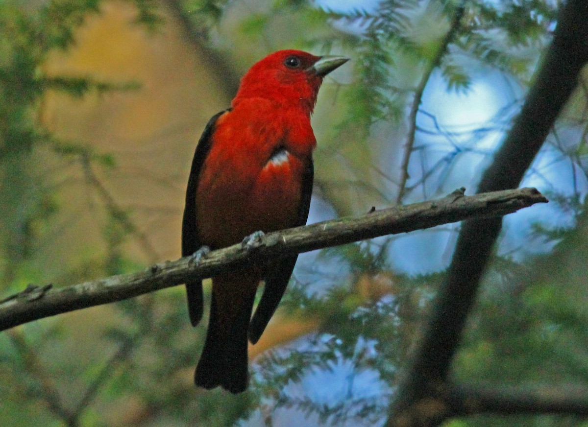 Scarlet Tanager - ML524412121