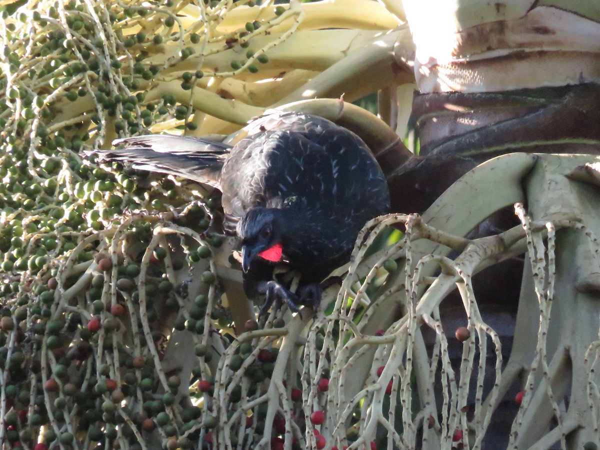 Dusky-legged Guan - ML524412241