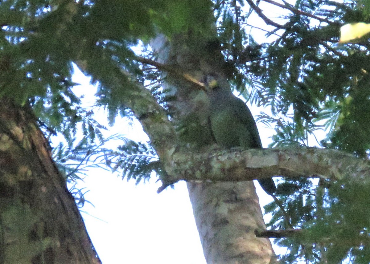 アケボノインコモドキ - ML524412291