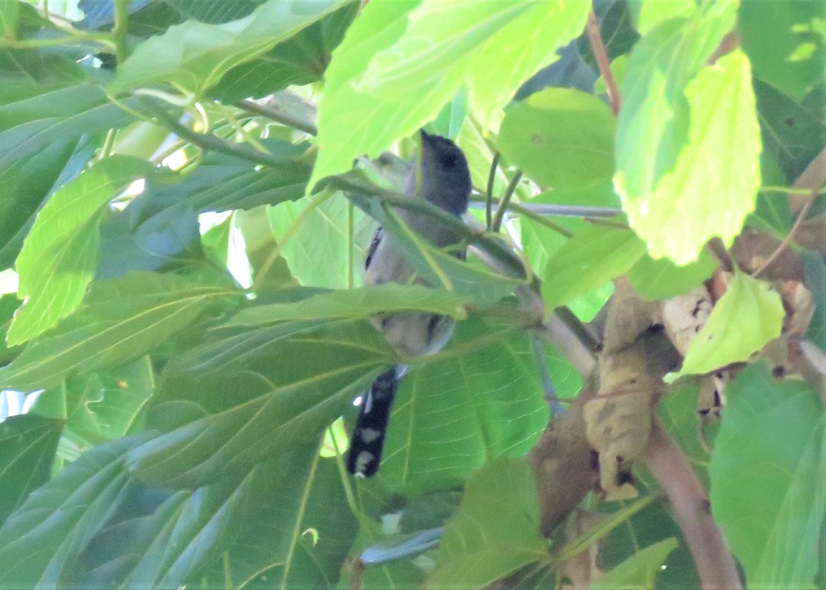 Variable Antshrike - ML524412381