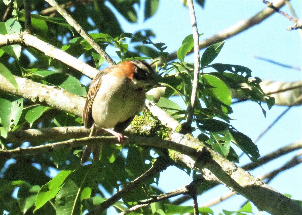 Rufous-collared Sparrow - ML524412421