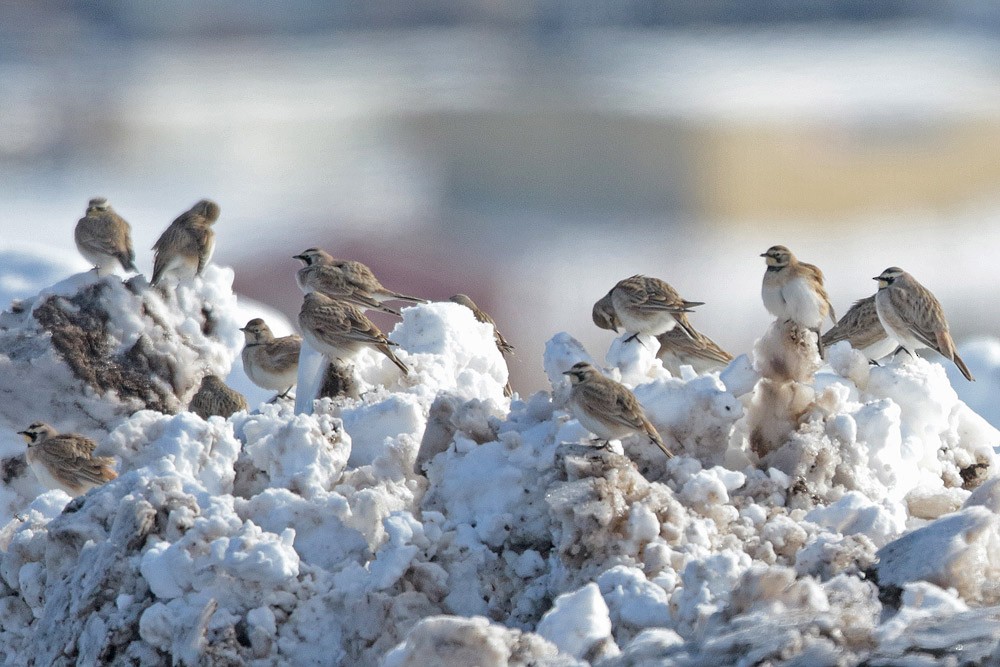 Horned Lark - ML524413491