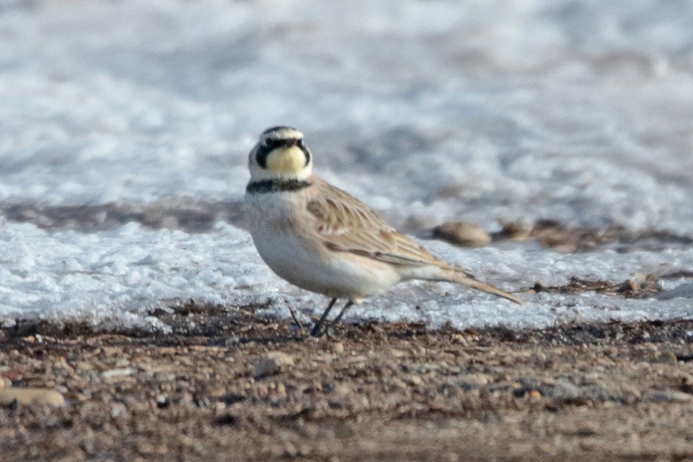 Horned Lark - ML524413501