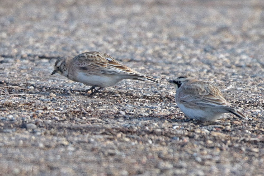 Horned Lark - ML524413511