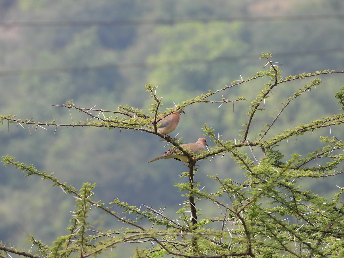 Tórtola Senegalesa - ML524414051