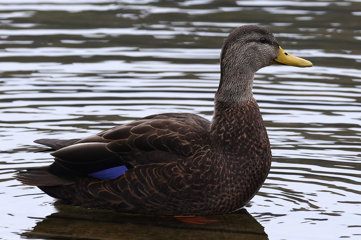 American Black Duck - ML524416561