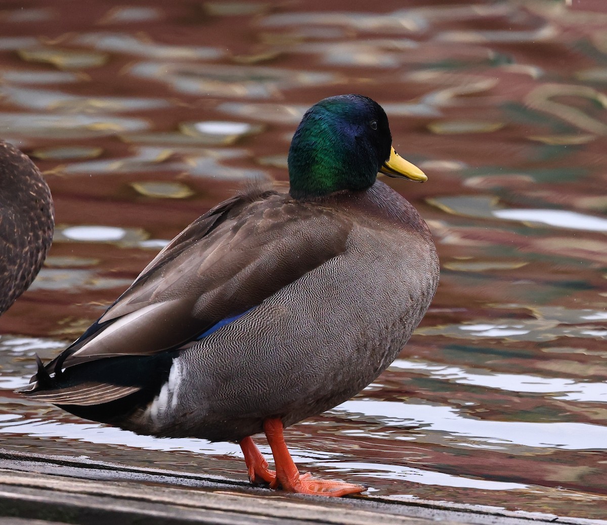 Mallard - ML524416621