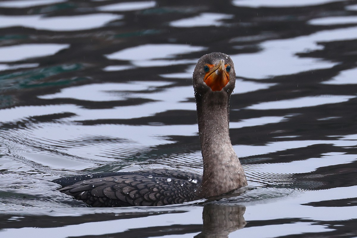 Double-crested Cormorant - ML524416781