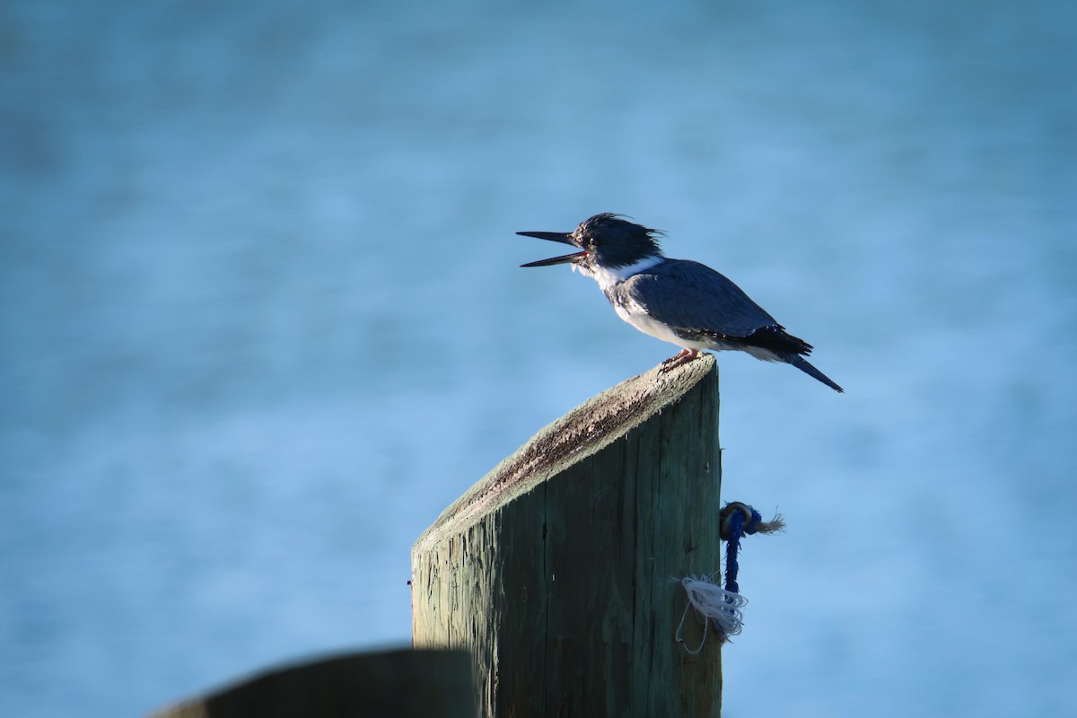 Belted Kingfisher - Jake Hillygus