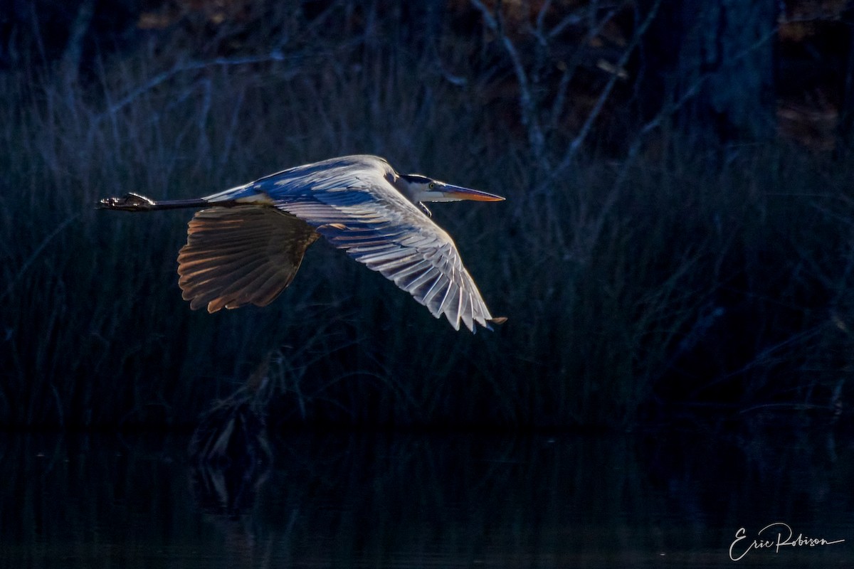 Great Blue Heron - ML524417141