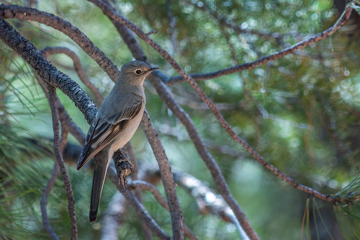 Townsend's Solitaire - ML524417411
