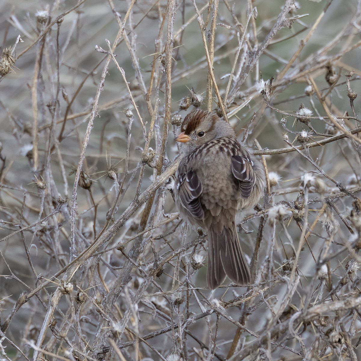 White-crowned Sparrow - ML524418231
