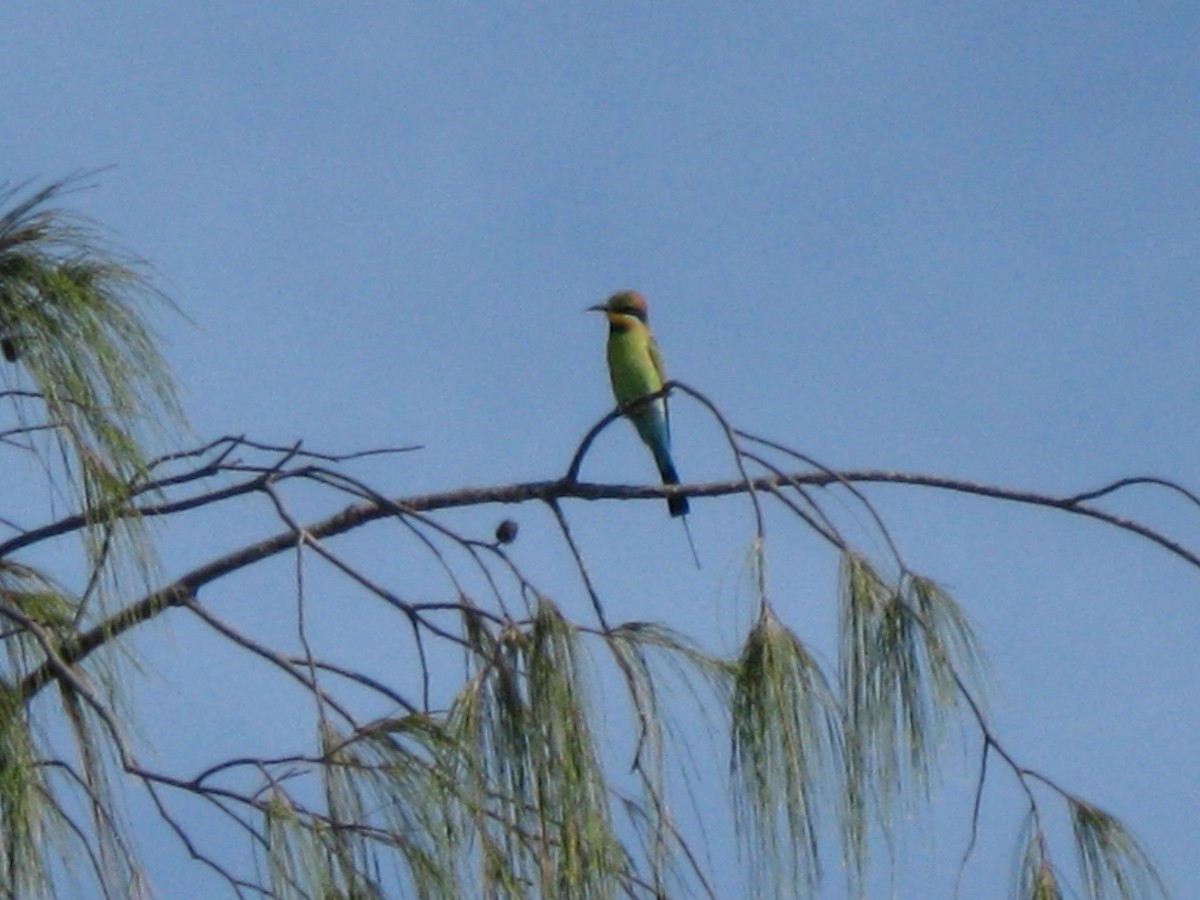 Rainbow Bee-eater - ML524418421