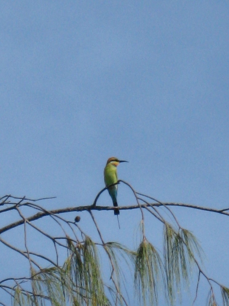 Rainbow Bee-eater - ML524418431