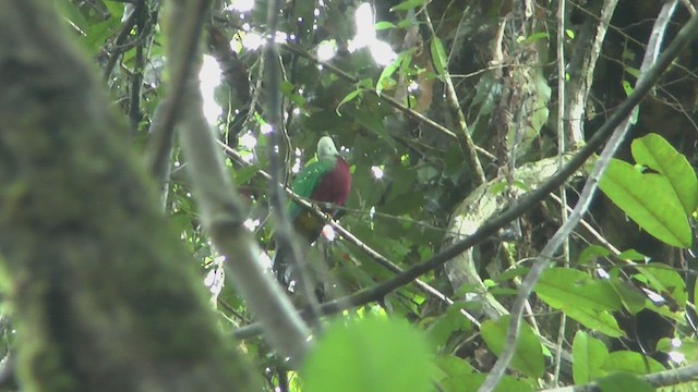 Wompoo Fruit-Dove - ML524418891