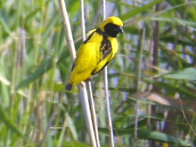 Yellow-crowned Bishop - José Ignacio Dies