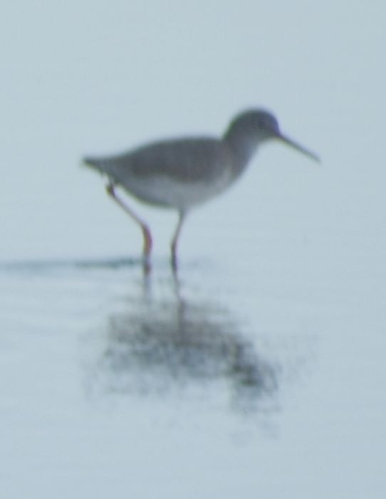 Common Redshank - ML524419721