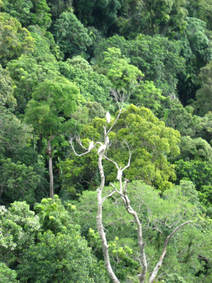 Cacatúa Galerita - ML524420371