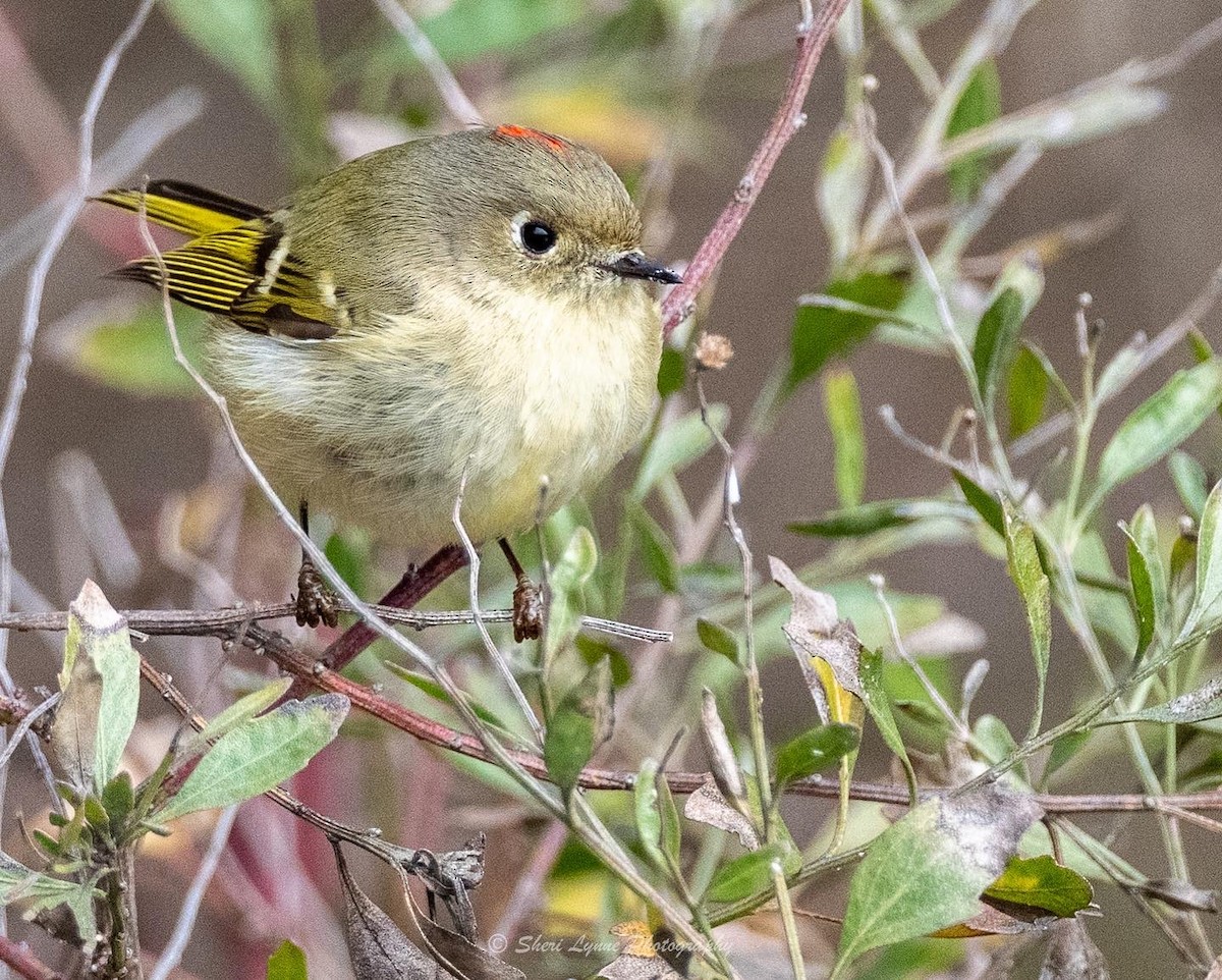 Ruby-crowned Kinglet - ML524421411