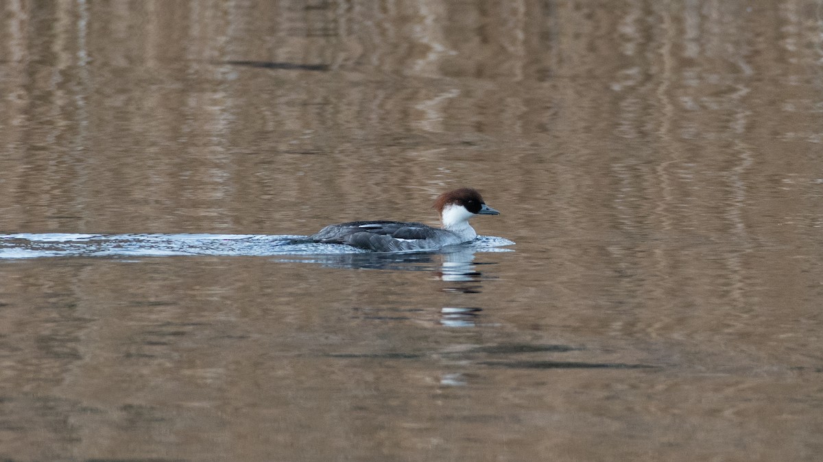 morčák malý - ML524422481