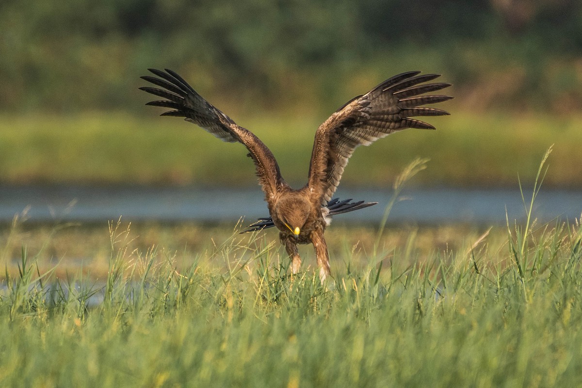 Indian Spotted Eagle - Harish Babu M