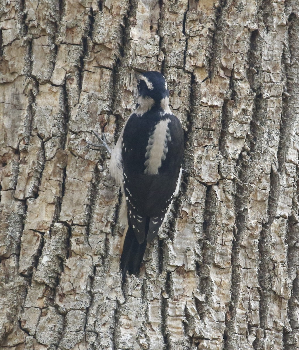 Hairy Woodpecker - Peter Roberts