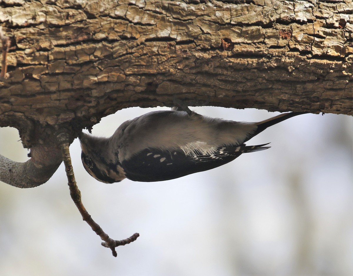 Hairy Woodpecker - ML524422681