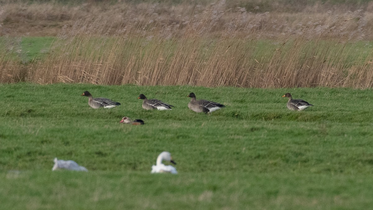 husa polní - ML524422741