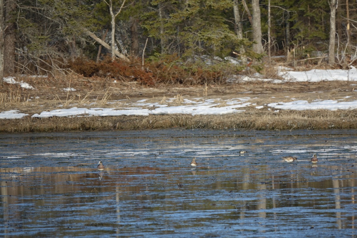 American Wigeon - ML52442311