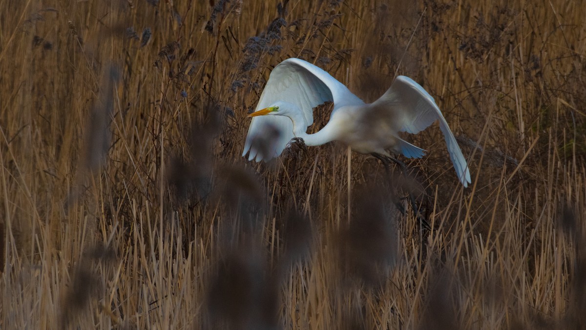 volavka bílá - ML524423151