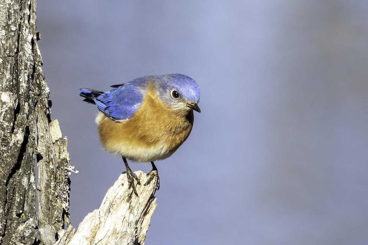 Eastern Bluebird - ML524423711