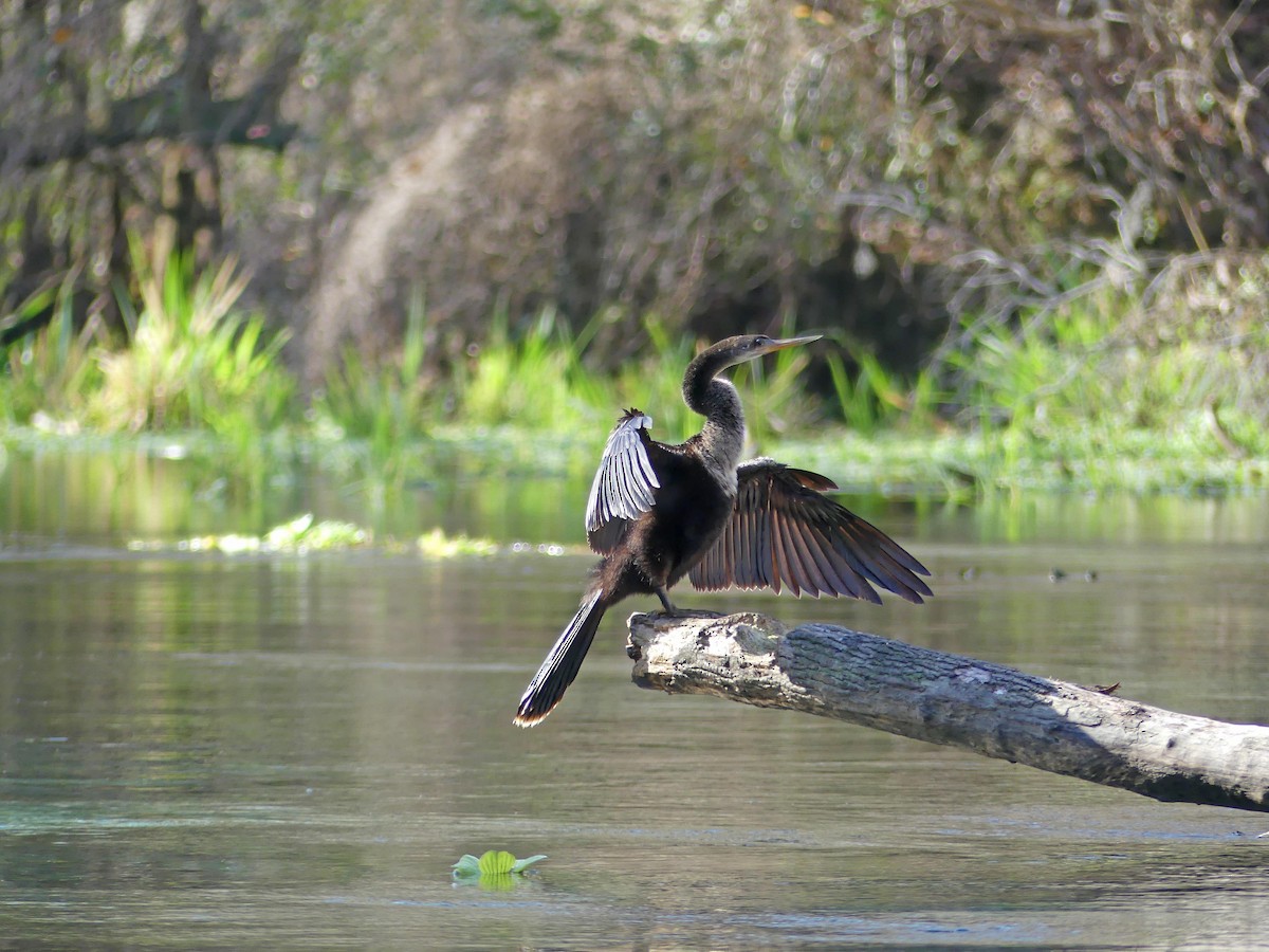 Anhinga - ML524424051