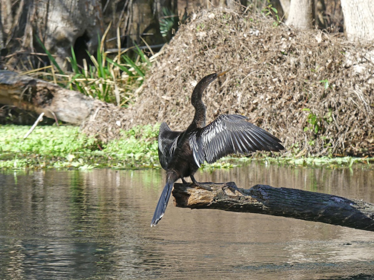 Anhinga - ML524424071