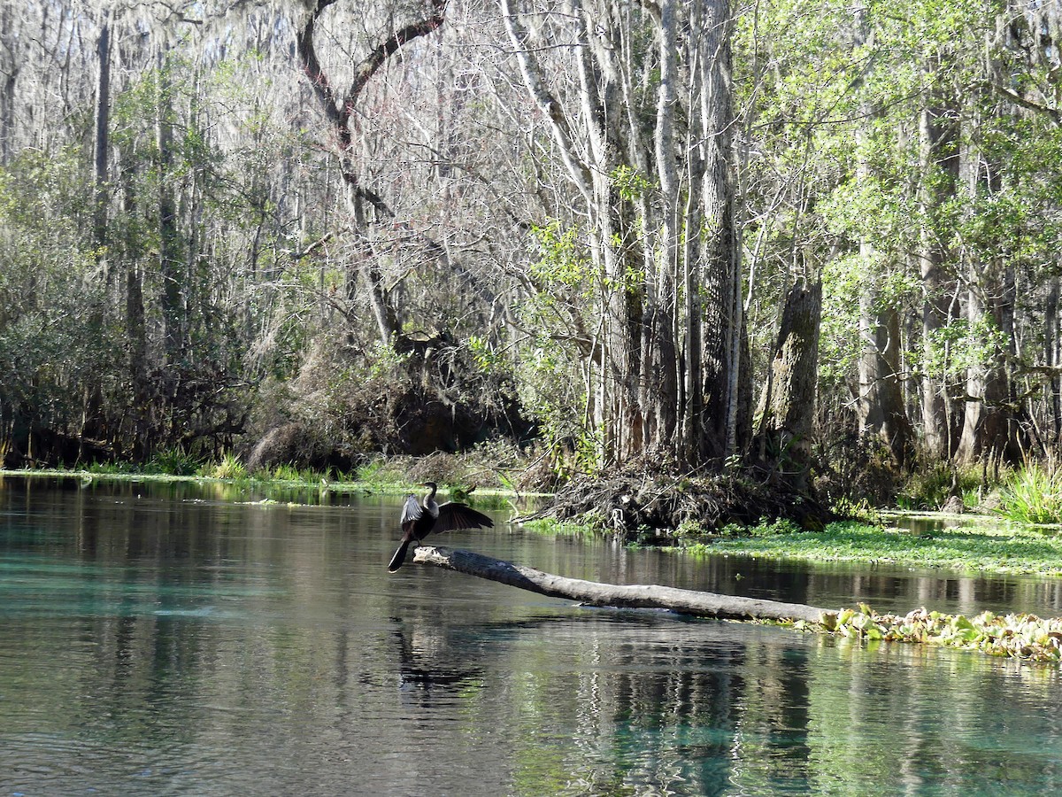 Anhinga - Jim Goehring