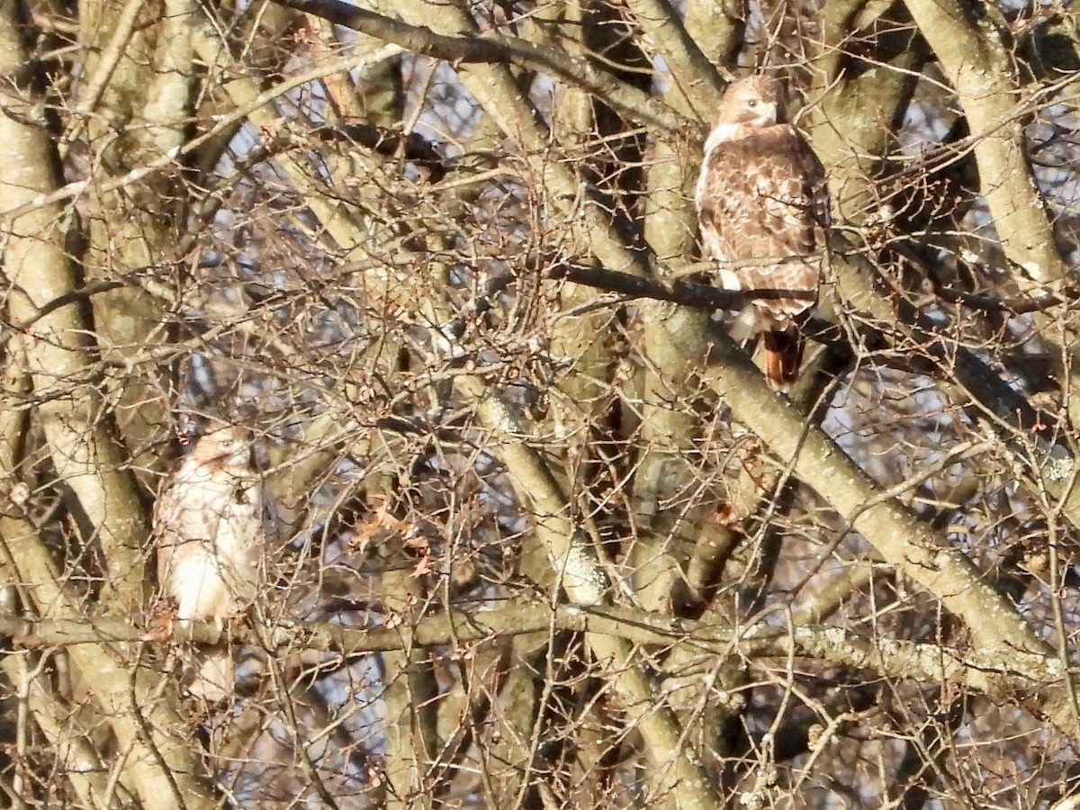 Red-tailed Hawk - ML524424111