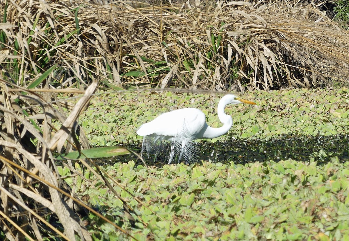 Great Egret - ML524424171