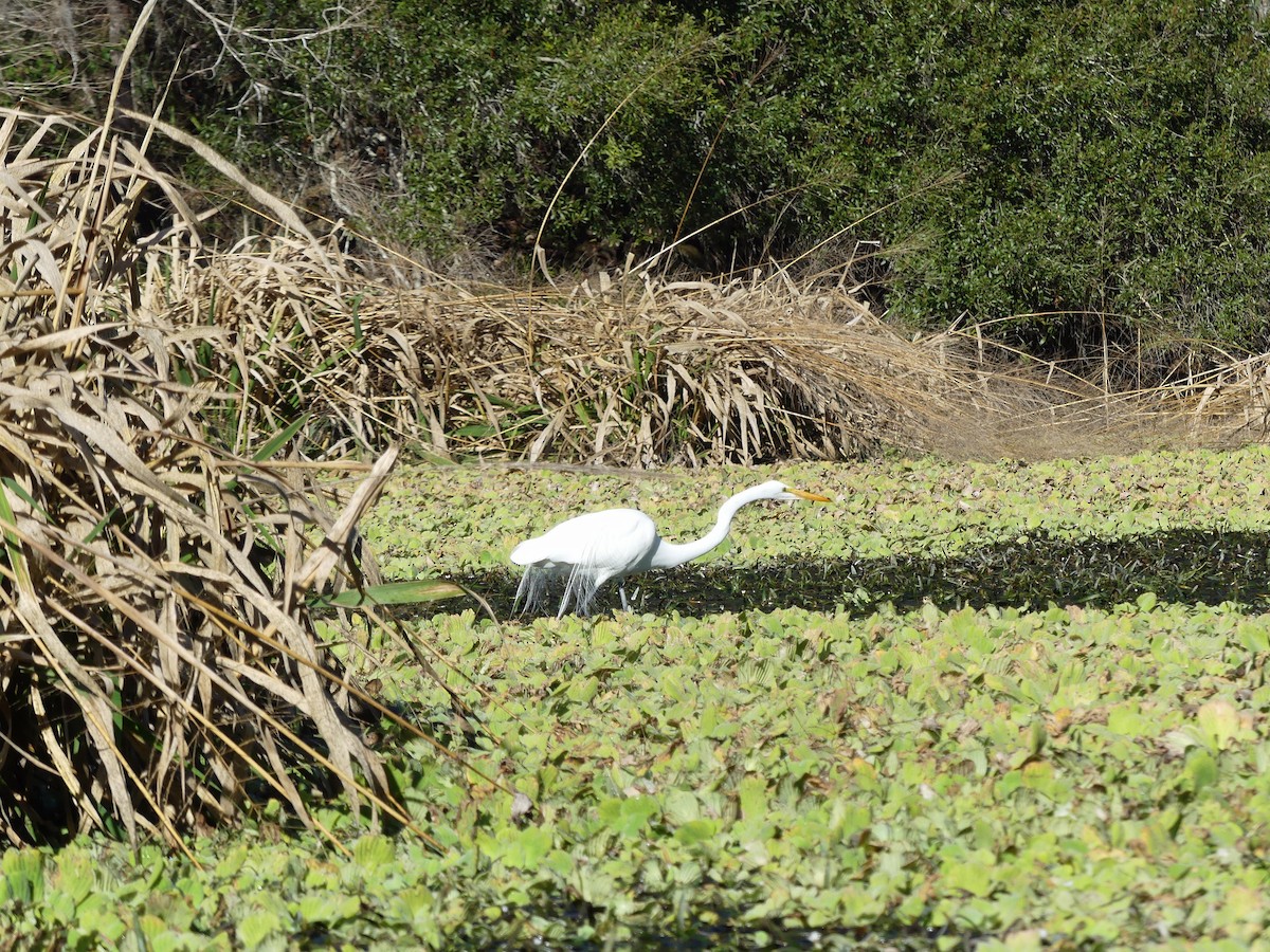 Great Egret - ML524424191