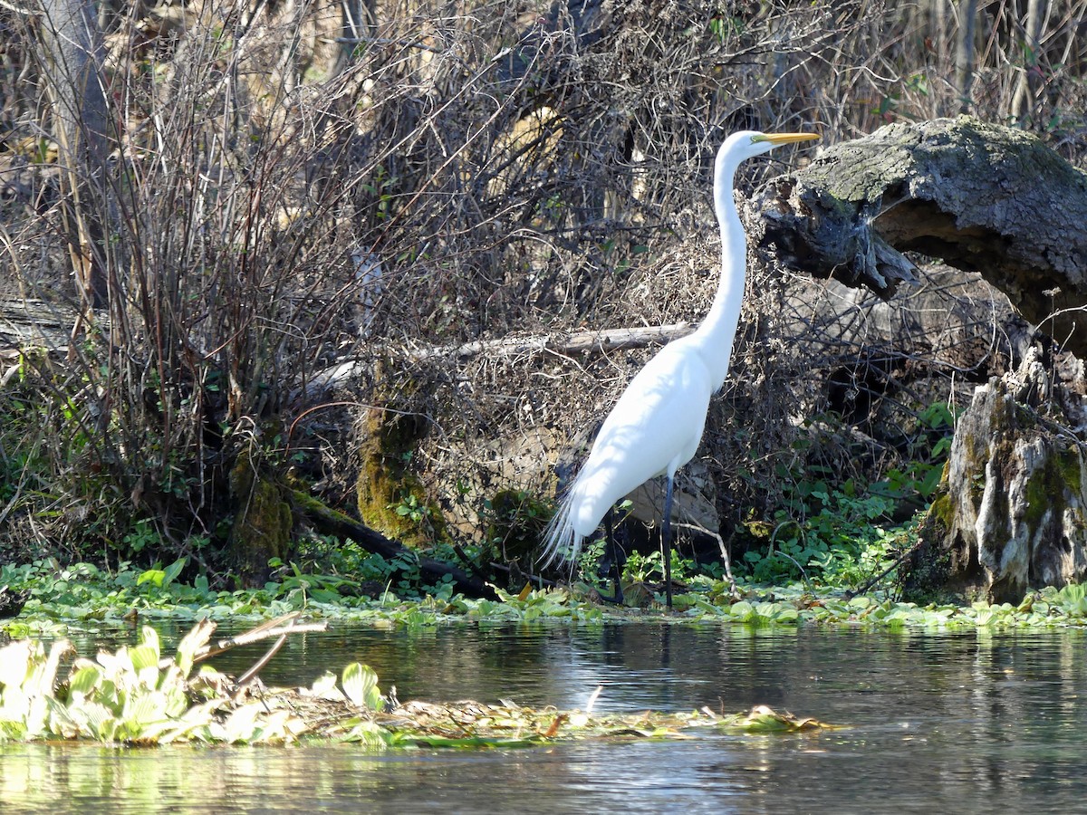 Great Egret - ML524424201