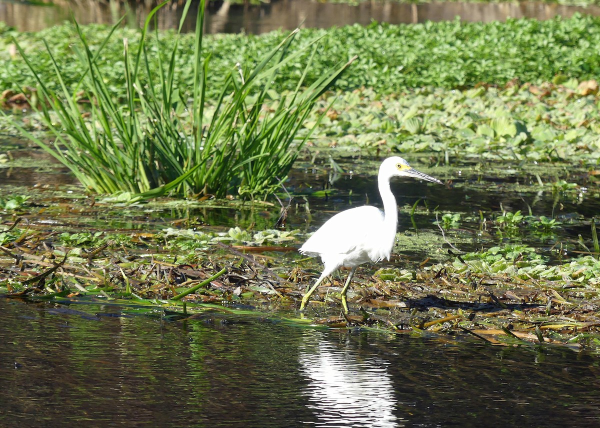 Snowy Egret - ML524424291