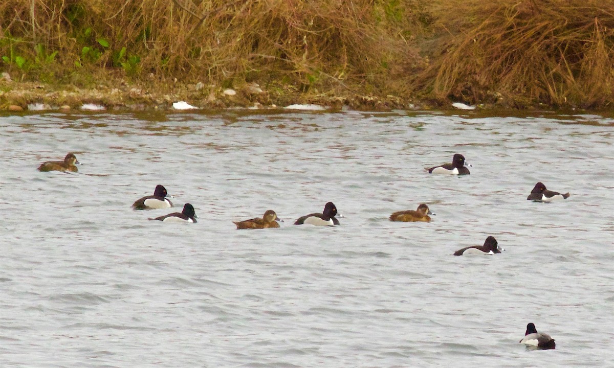 Ring-necked Duck - Kathryn Keith