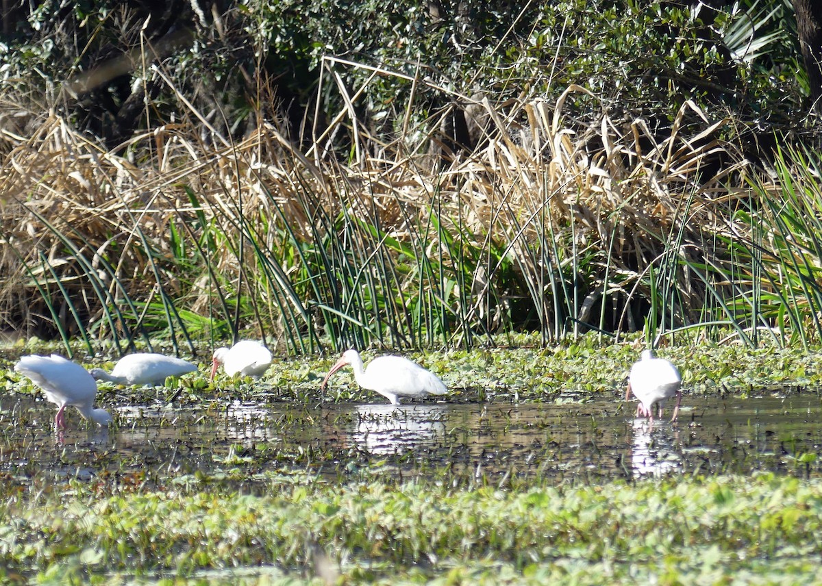 White Ibis - ML524424511