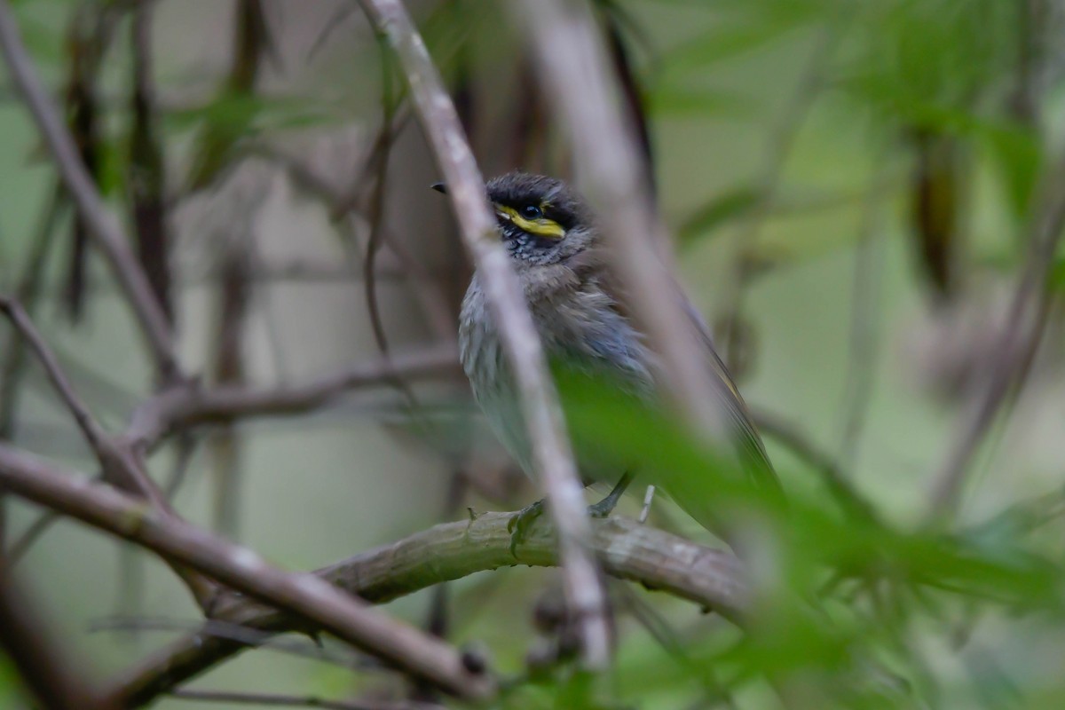 Yellow-faced Honeyeater - ML524424721