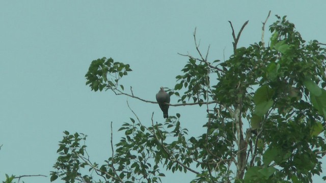 Pinon's Imperial-Pigeon - ML524424761