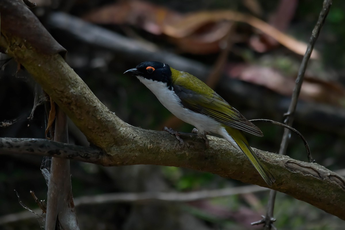 White-naped Honeyeater - ML524424841