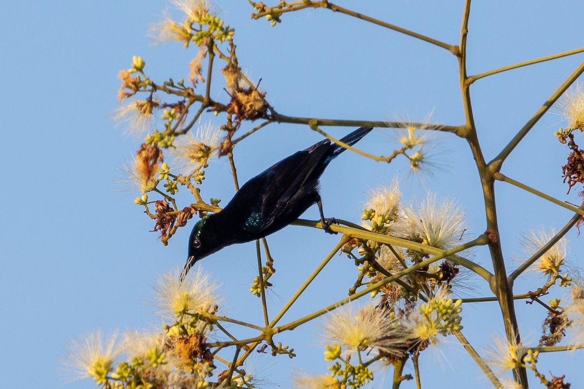 Black Sunbird - Dana Cameron