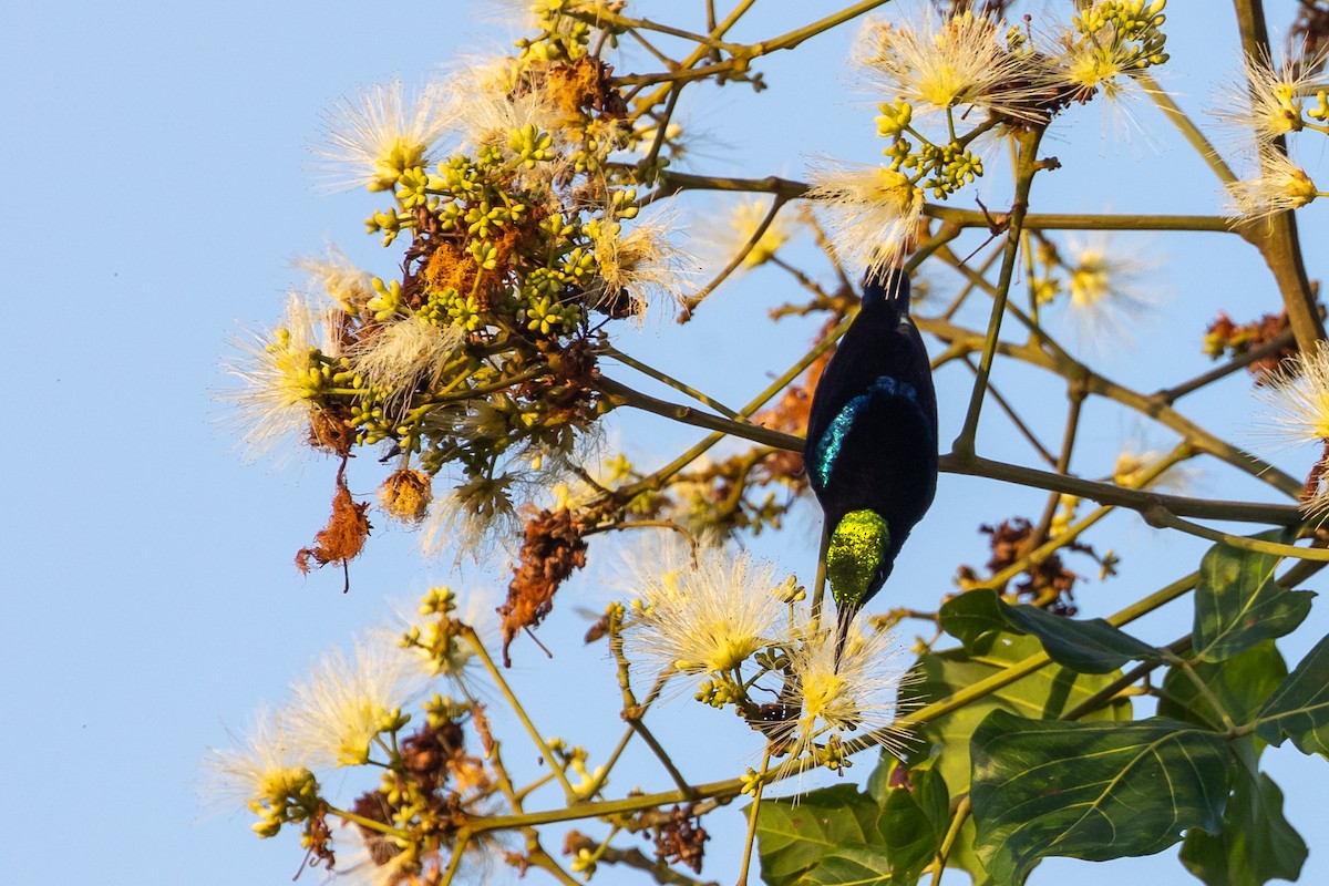 Black Sunbird - Dana Cameron